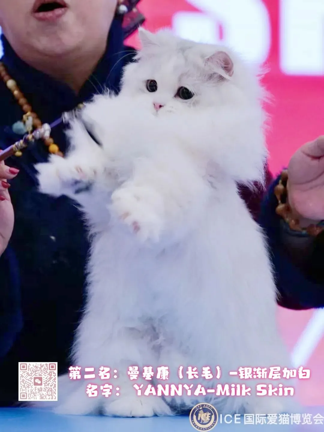 谁说南京市场不好?这场比赛,让我们看到了猫赛的魂!