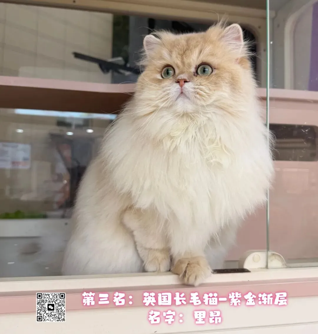 谁说南京市场不好?这场比赛,让我们看到了猫赛的魂!