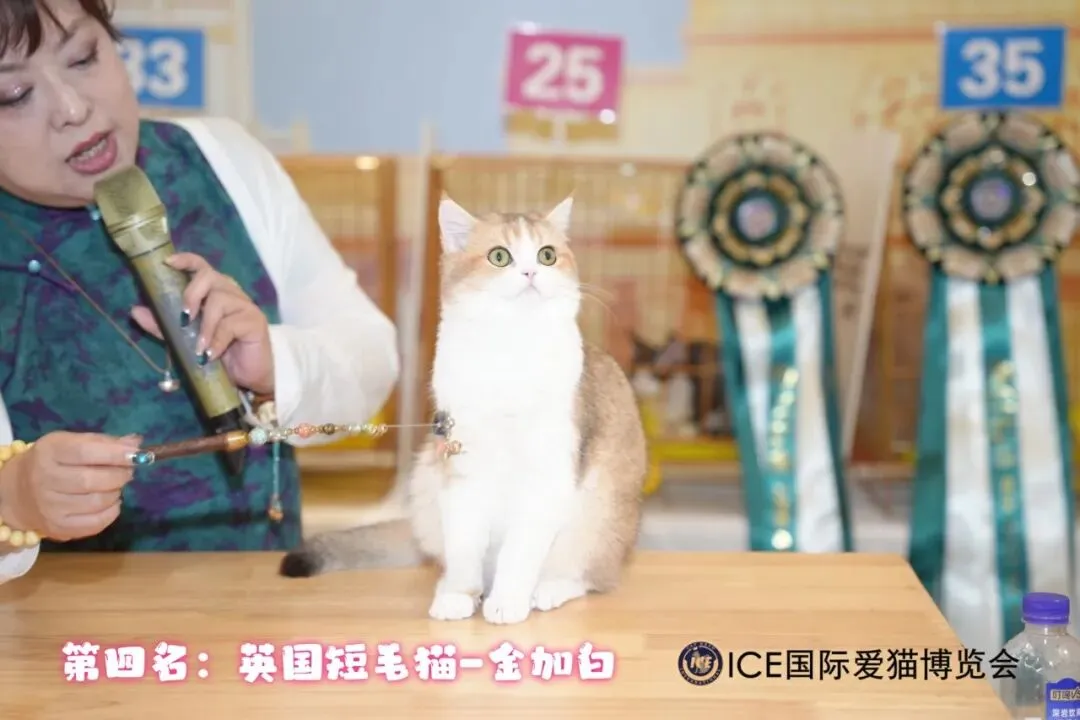 谁说南京市场不好?这场比赛,让我们看到了猫赛的魂!