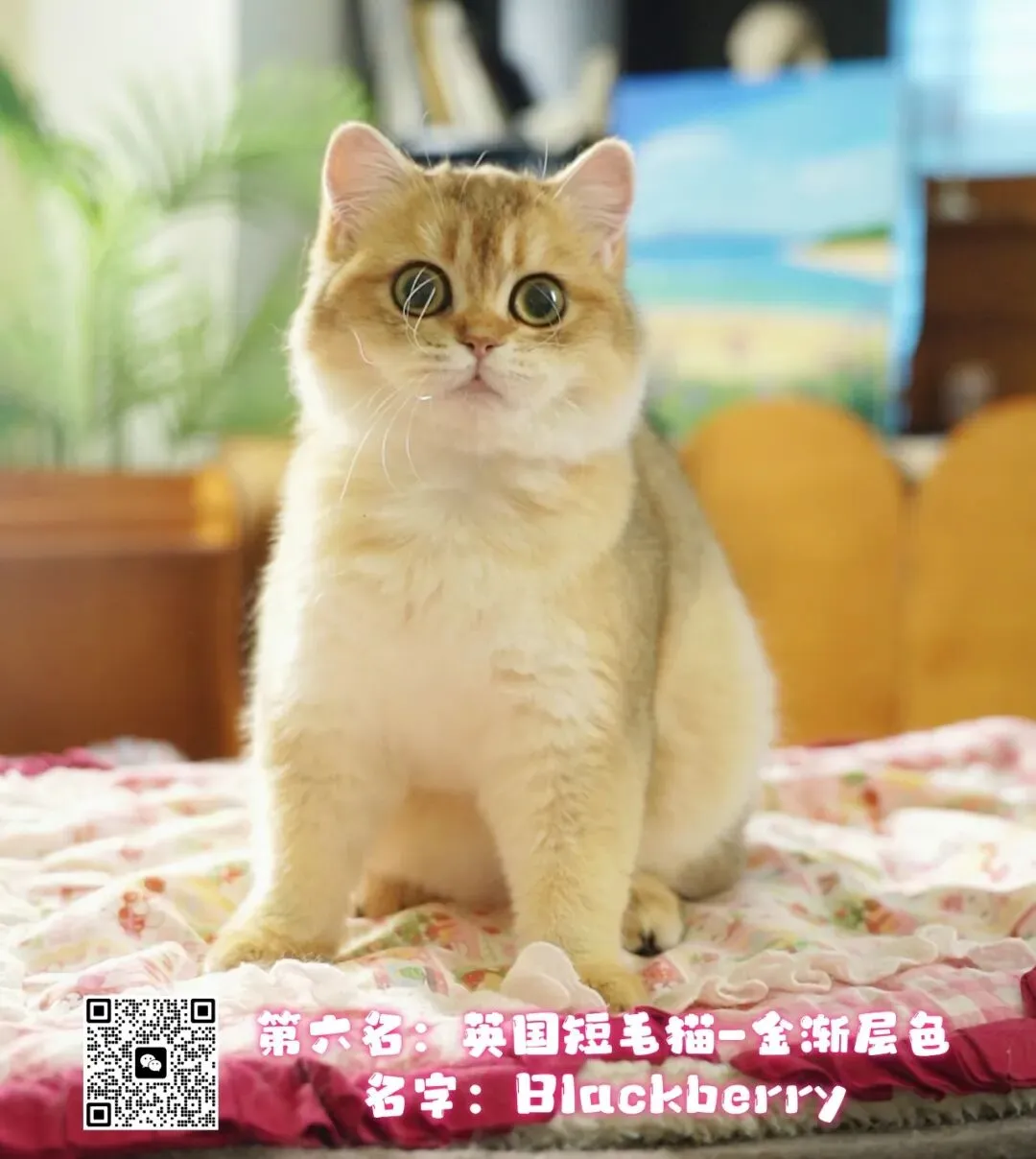 谁说南京市场不好?这场比赛,让我们看到了猫赛的魂!