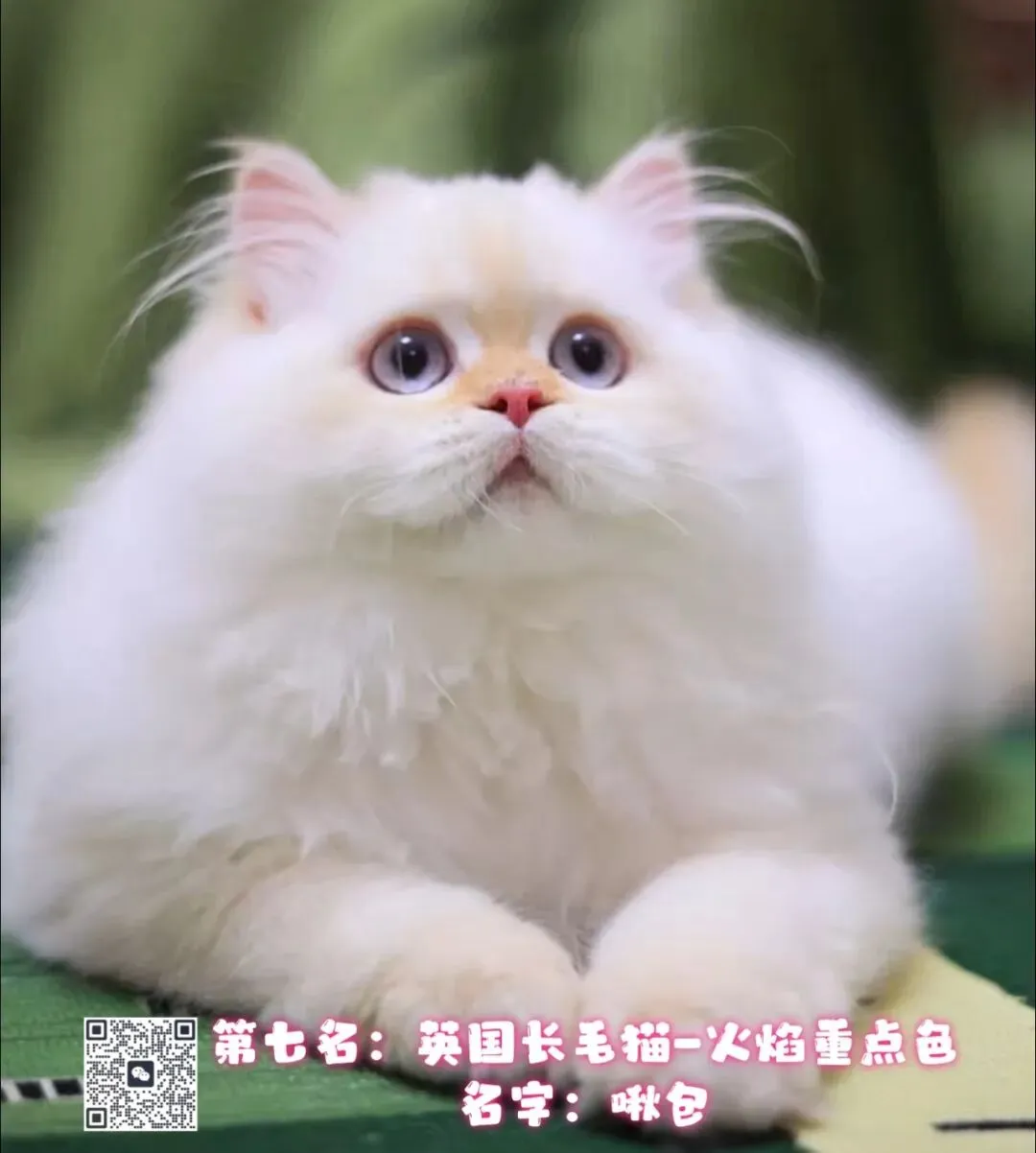 谁说南京市场不好?这场比赛,让我们看到了猫赛的魂!