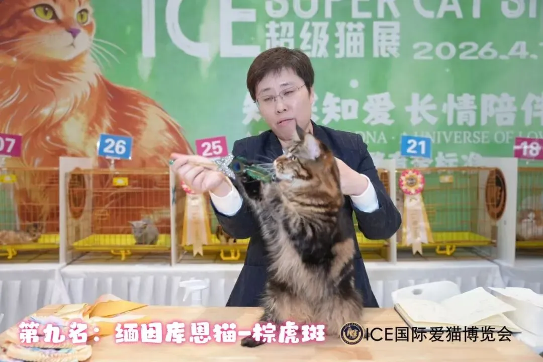 谁说南京市场不好?这场比赛,让我们看到了猫赛的魂!