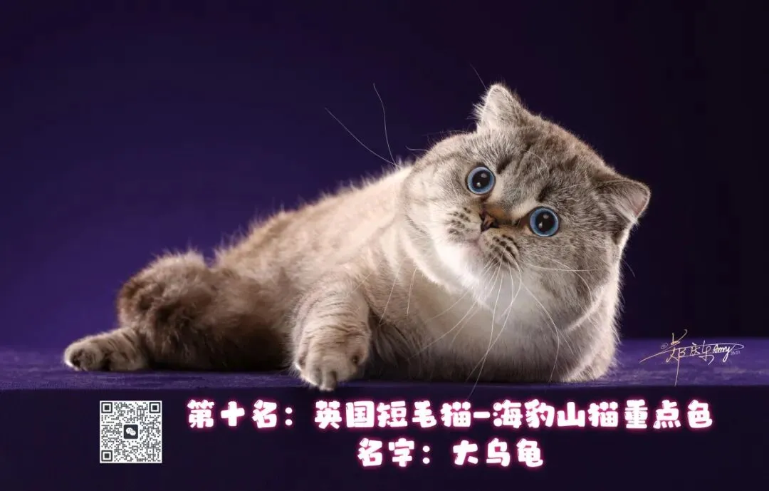 谁说南京市场不好?这场比赛,让我们看到了猫赛的魂!