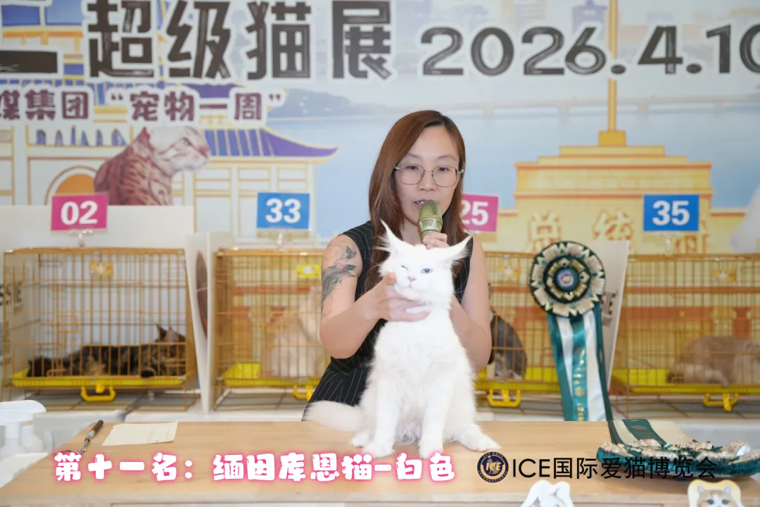 谁说南京市场不好?这场比赛,让我们看到了猫赛的魂!