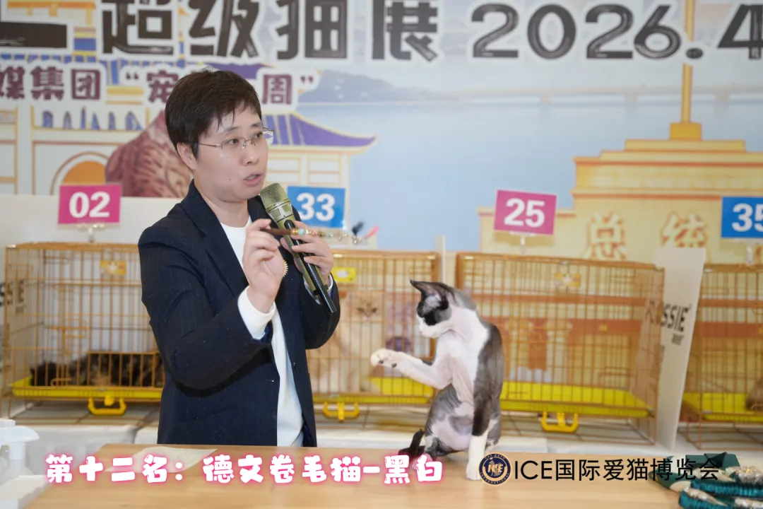 谁说南京市场不好?这场比赛,让我们看到了猫赛的魂!