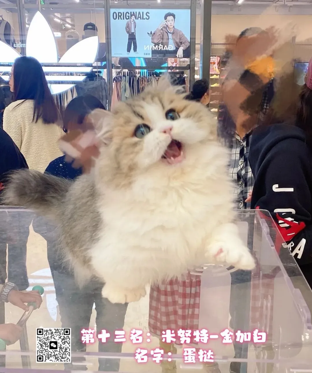 谁说南京市场不好?这场比赛,让我们看到了猫赛的魂!