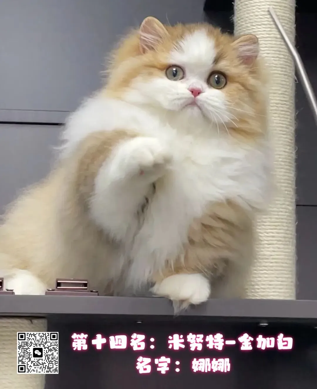 谁说南京市场不好?这场比赛,让我们看到了猫赛的魂!