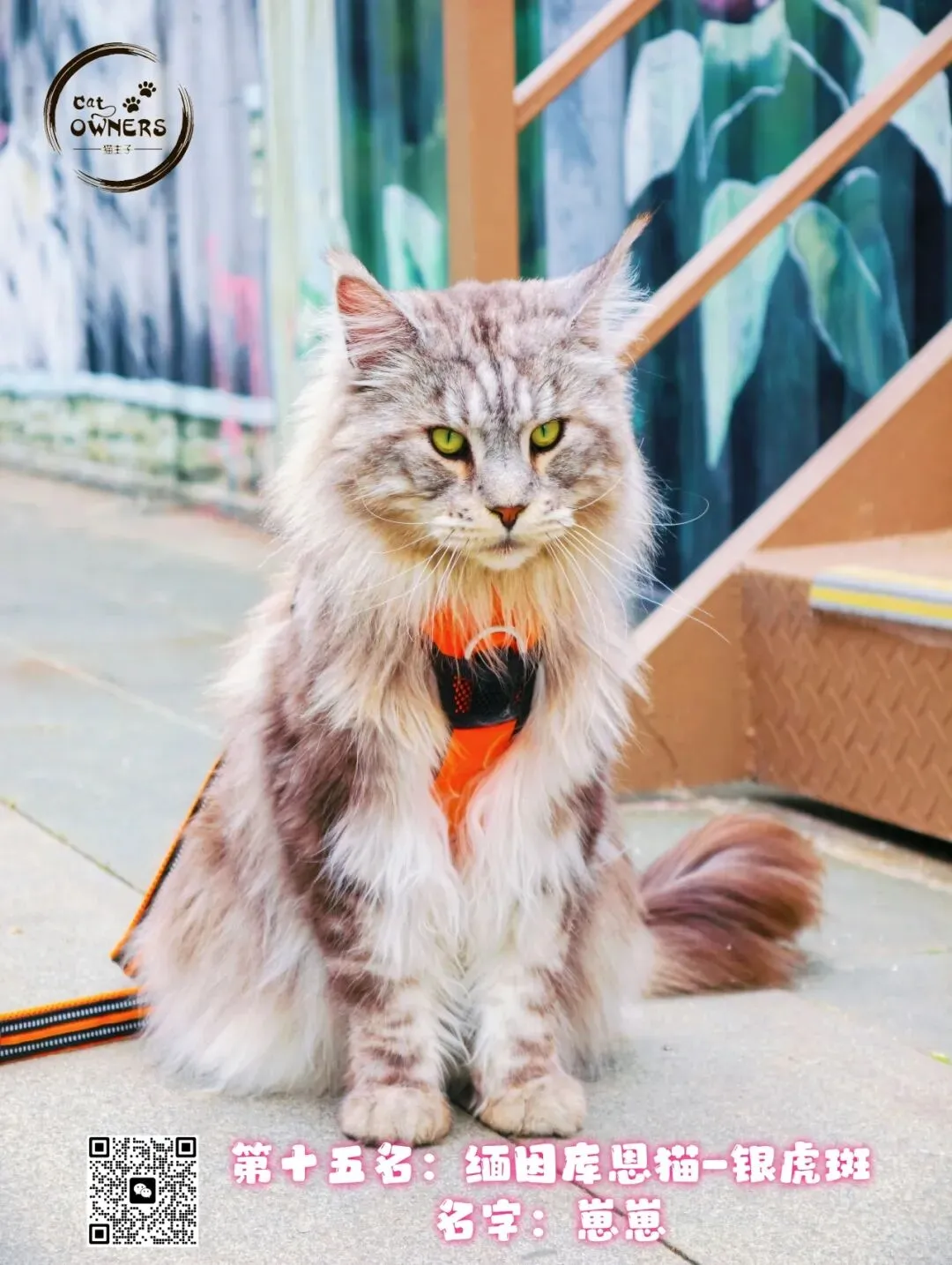 谁说南京市场不好?这场比赛,让我们看到了猫赛的魂!