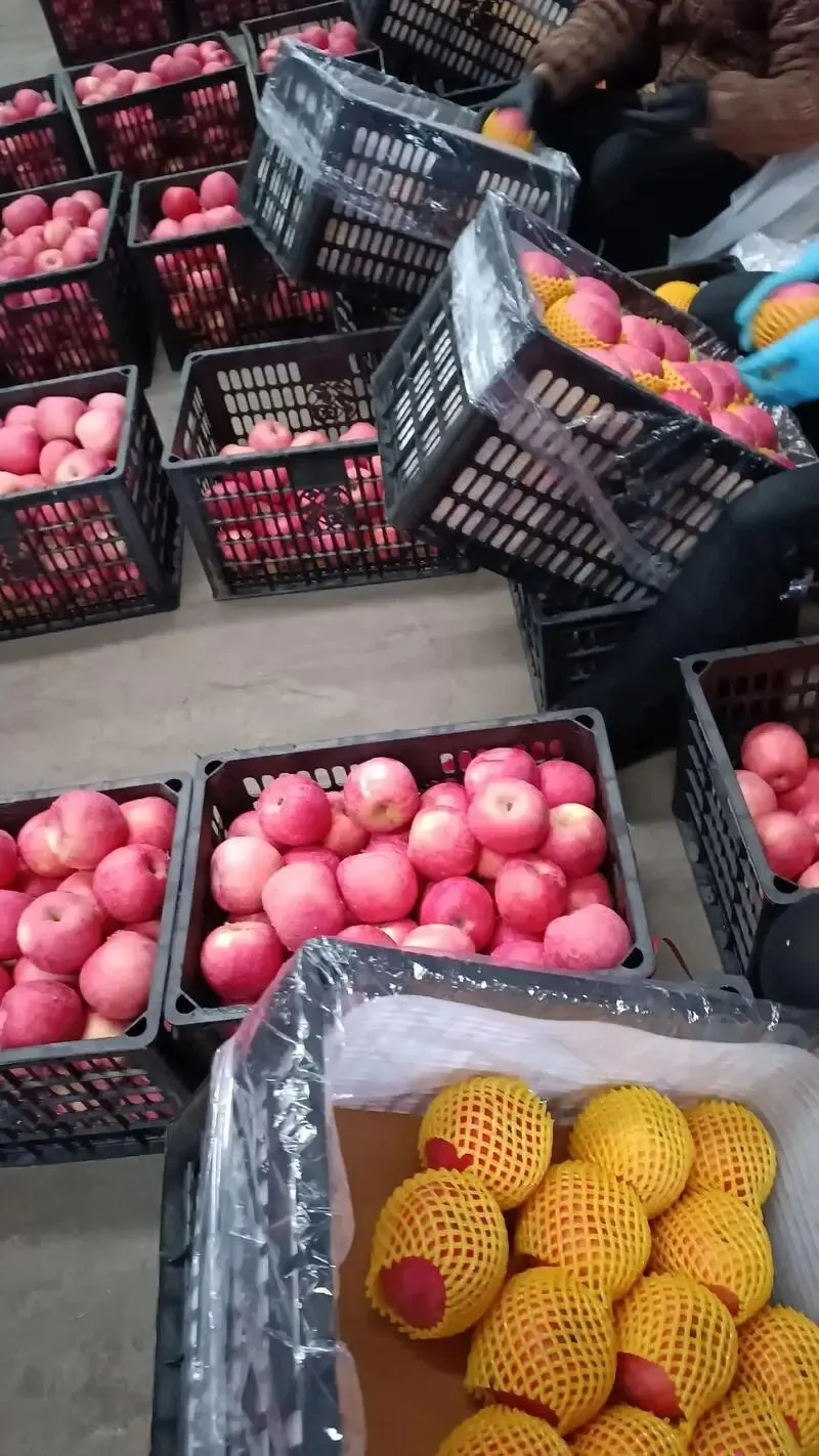 冷库苹果销售给果农们狠狠上了一课,如何解决今年春天苹果难卖问题