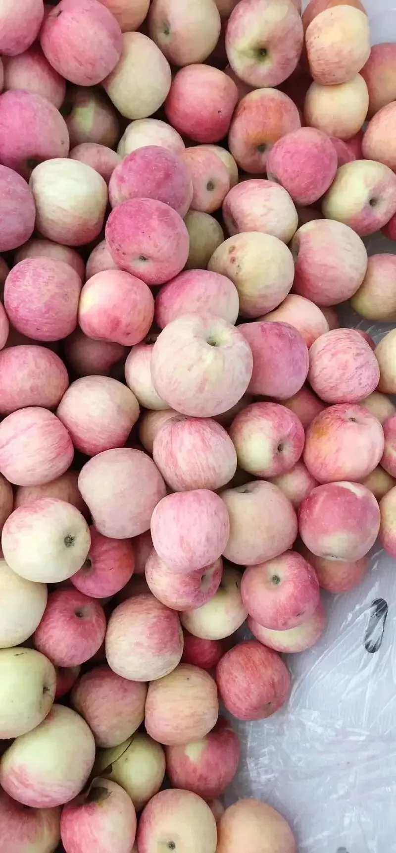 冷库苹果销售给果农们狠狠上了一课,如何解决今年春天苹果难卖问题