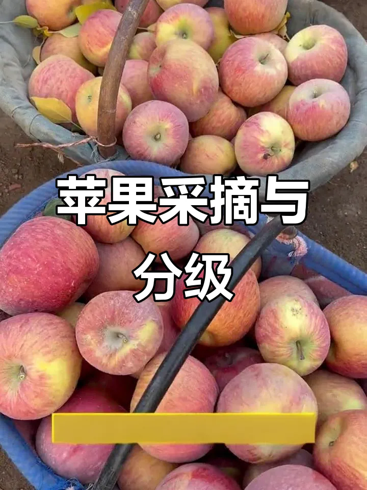 冷库苹果销售给果农们狠狠上了一课,如何解决今年春天苹果难卖问题