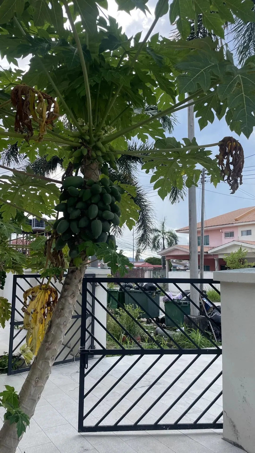 仙 本 那 海 鲜 市场