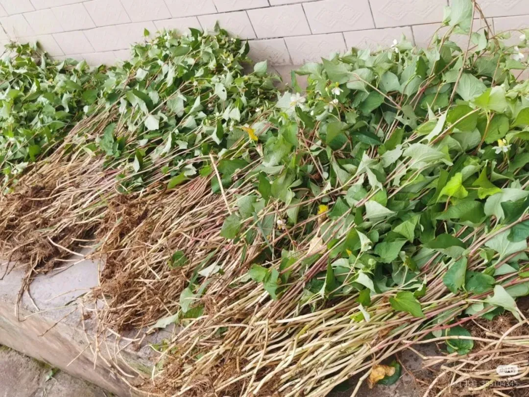 潮汕菜市场的青草偏方:阿公阿嫲代代传的生活智慧