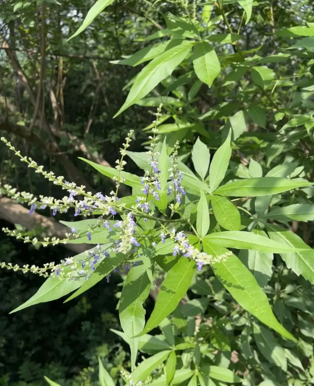 潮汕菜市场的青草偏方:阿公阿嫲代代传的生活智慧