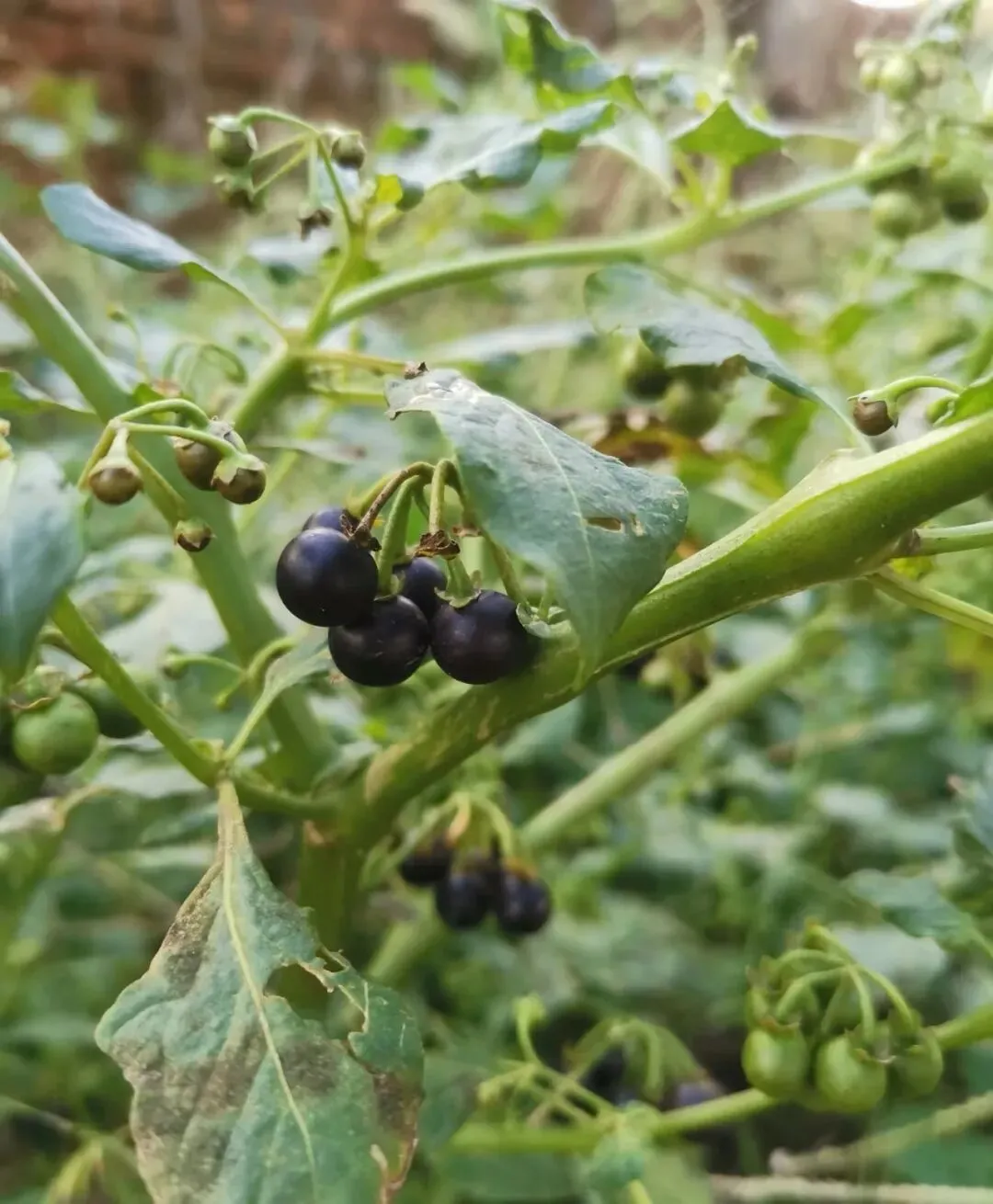 潮汕菜市场的青草偏方:阿公阿嫲代代传的生活智慧