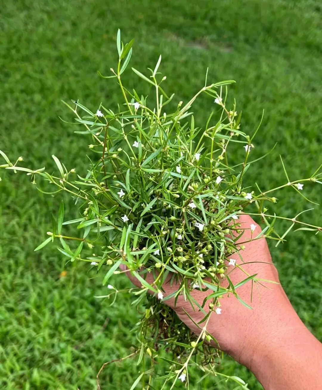 潮汕菜市场的青草偏方:阿公阿嫲代代传的生活智慧