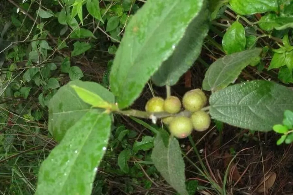 潮汕菜市场的青草偏方:阿公阿嫲代代传的生活智慧