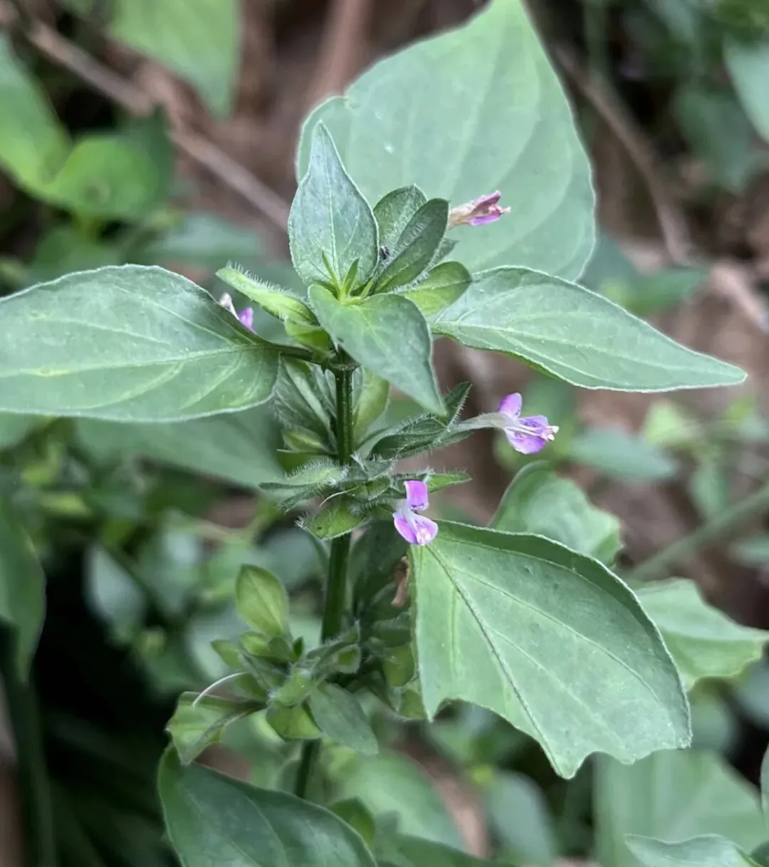 潮汕菜市场的青草偏方:阿公阿嫲代代传的生活智慧
