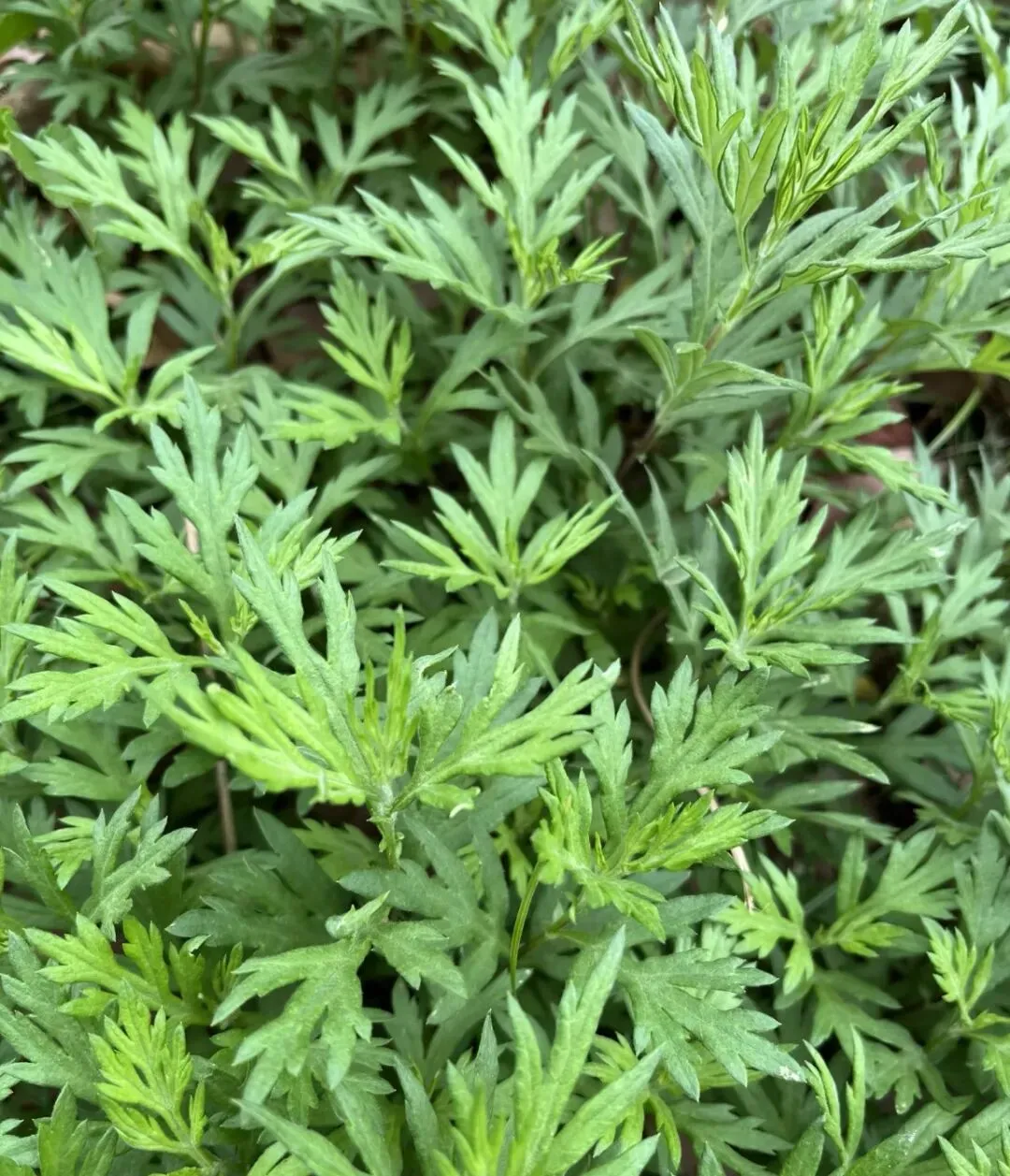 潮汕菜市场的青草偏方:阿公阿嫲代代传的生活智慧