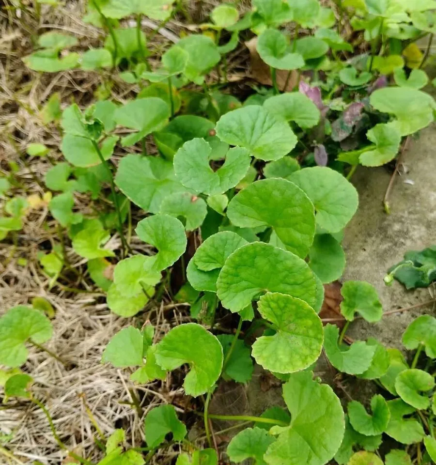 潮汕菜市场的青草偏方:阿公阿嫲代代传的生活智慧