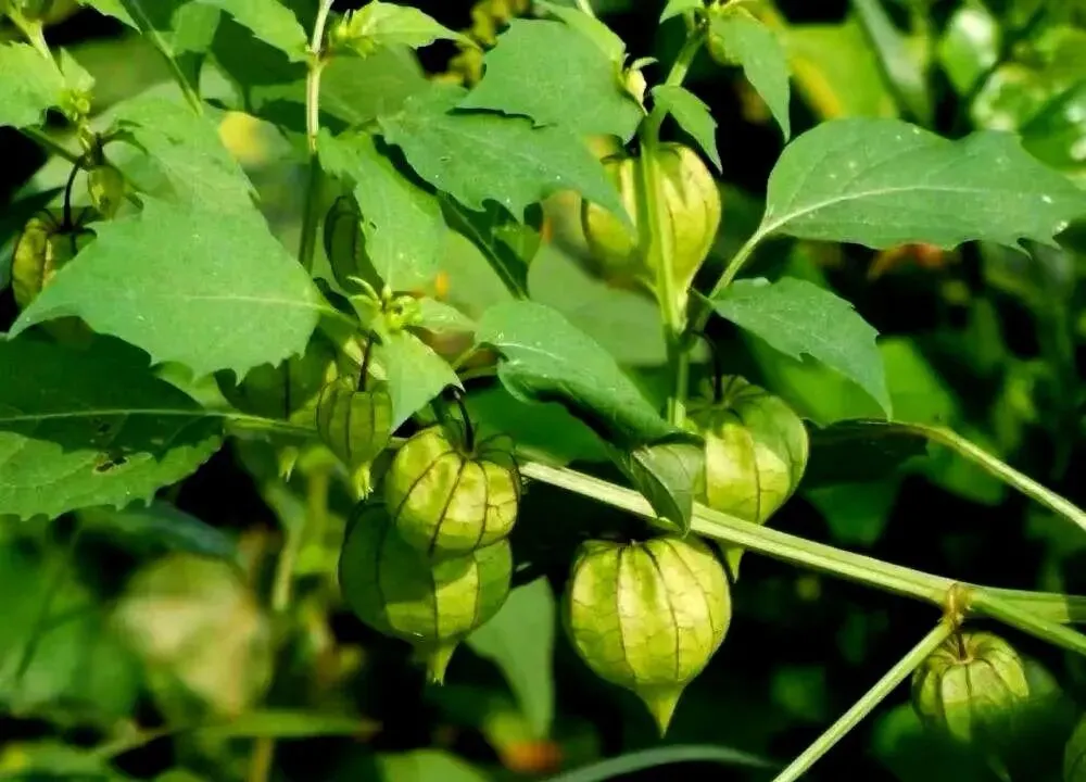 潮汕菜市场的青草偏方:阿公阿嫲代代传的生活智慧