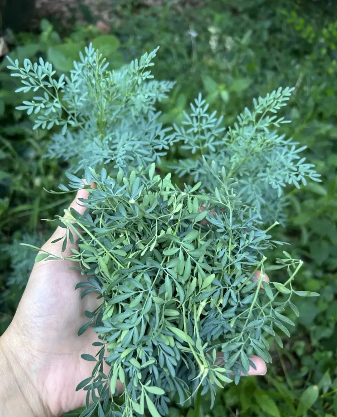 潮汕菜市场的青草偏方:阿公阿嫲代代传的生活智慧