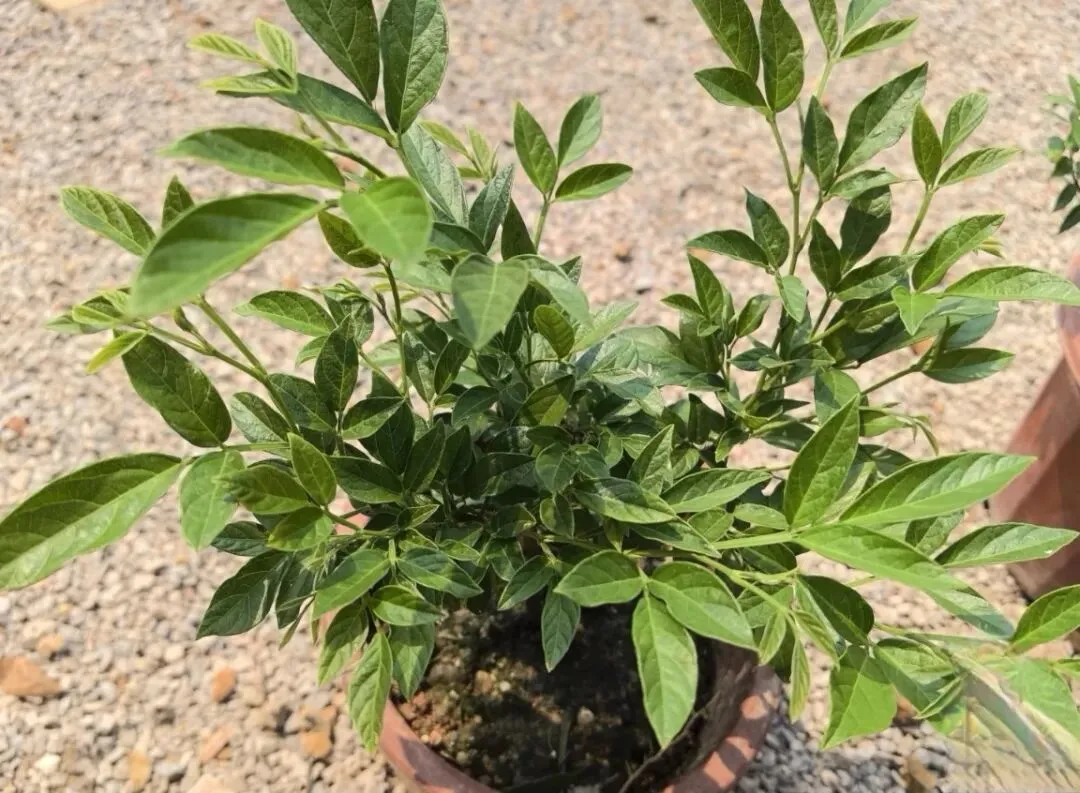 潮汕菜市场的青草偏方:阿公阿嫲代代传的生活智慧