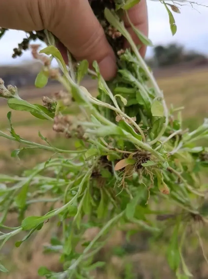 潮汕菜市场的青草偏方:阿公阿嫲代代传的生活智慧