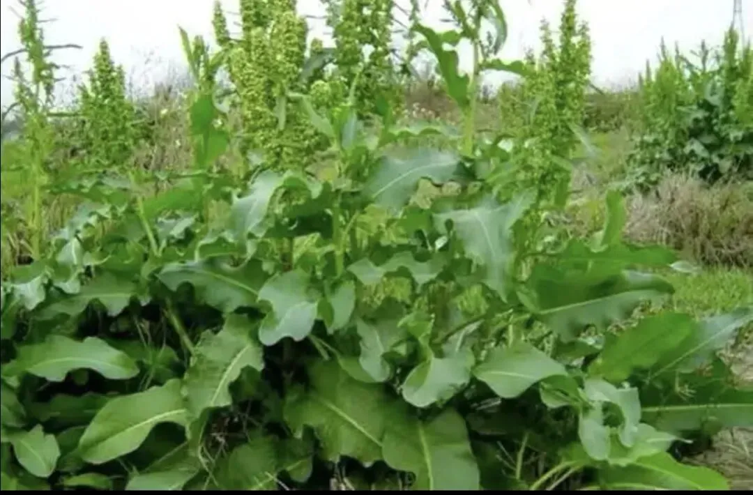 潮汕菜市场的青草偏方:阿公阿嫲代代传的生活智慧