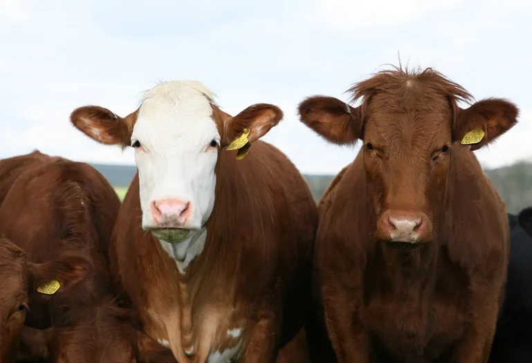 美国牛肉市场深度解析:供应紧缩下的投资与决策指南
