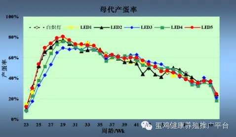鸡蛋:市场在博弈,淘鸡在观望