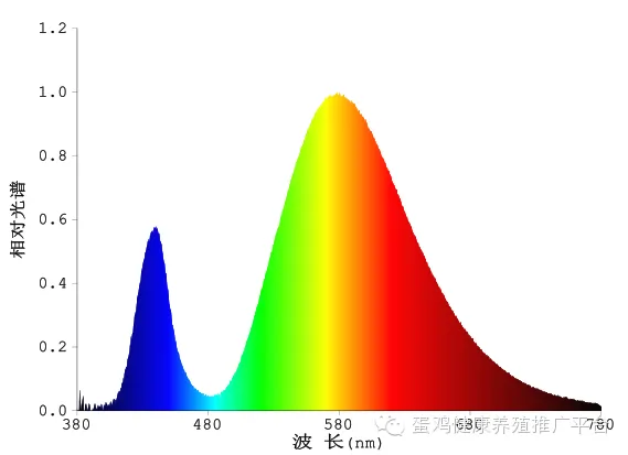 鸡蛋:市场在博弈,淘鸡在观望