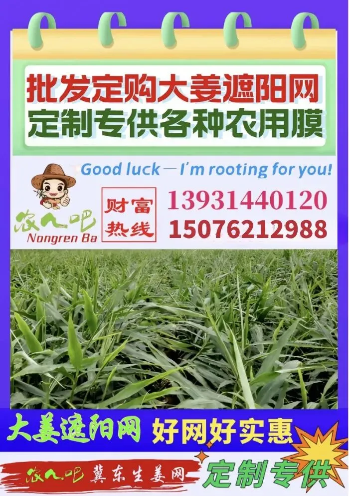 04月14日冀东生姜交易市场生姜参考价格