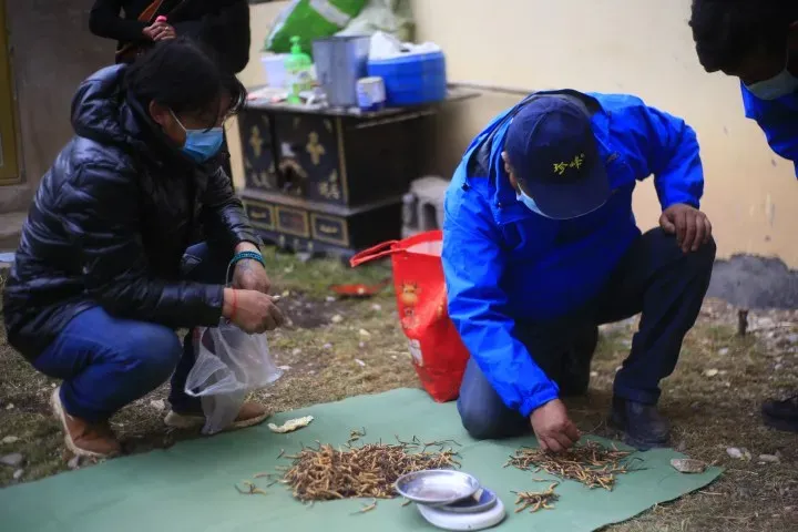 虫草市场的猛料,刺痛了多少中年人