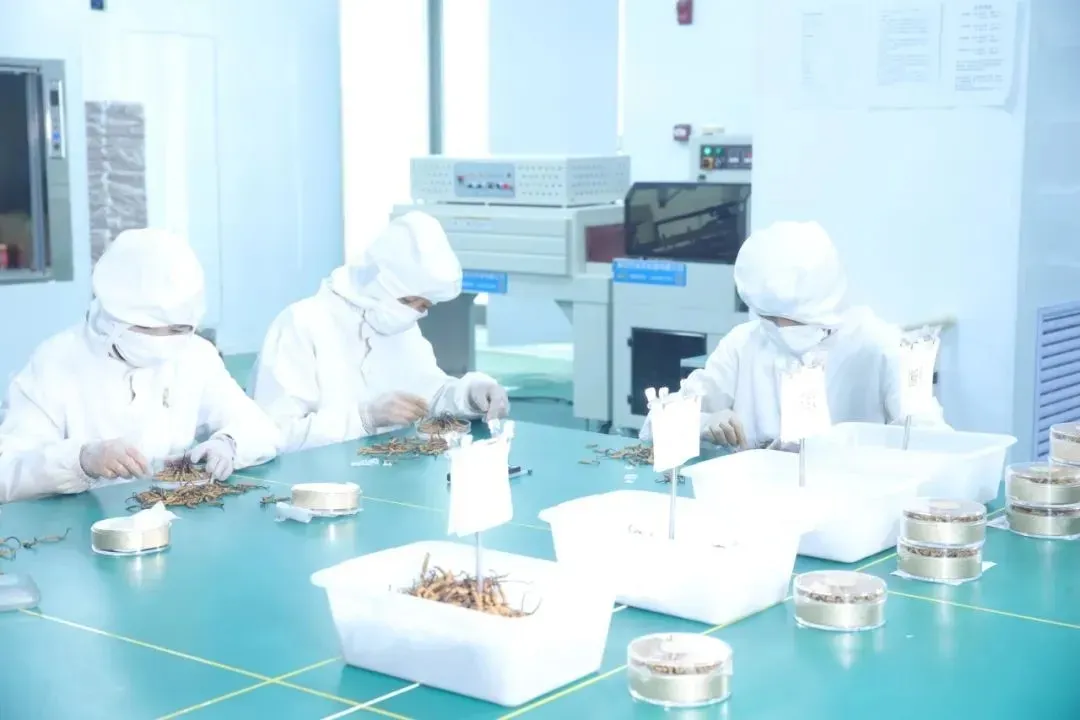 虫草市场的猛料,刺痛了多少中年人