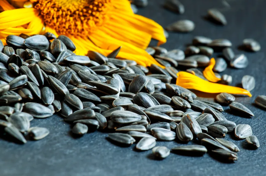 阿根廷油葵大丰收,全球油脂市场迎来“及时雨”?