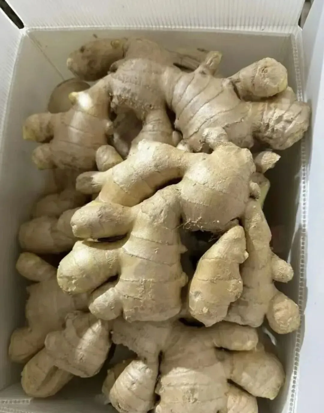 2026年4月14号昌邑生姜市场较昨天新圆头姜、上货量较昨日持平,下货正常,价格稳!