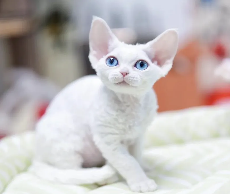 如何使用领猫系统进行宠物领养馆的营销自动化?