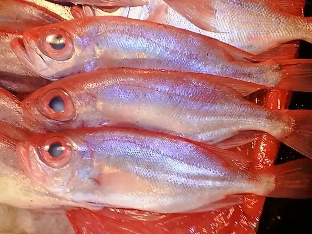 海鲜市场这4种鱼,虽不起眼但全是野生的,人工无法养殖,放心吃