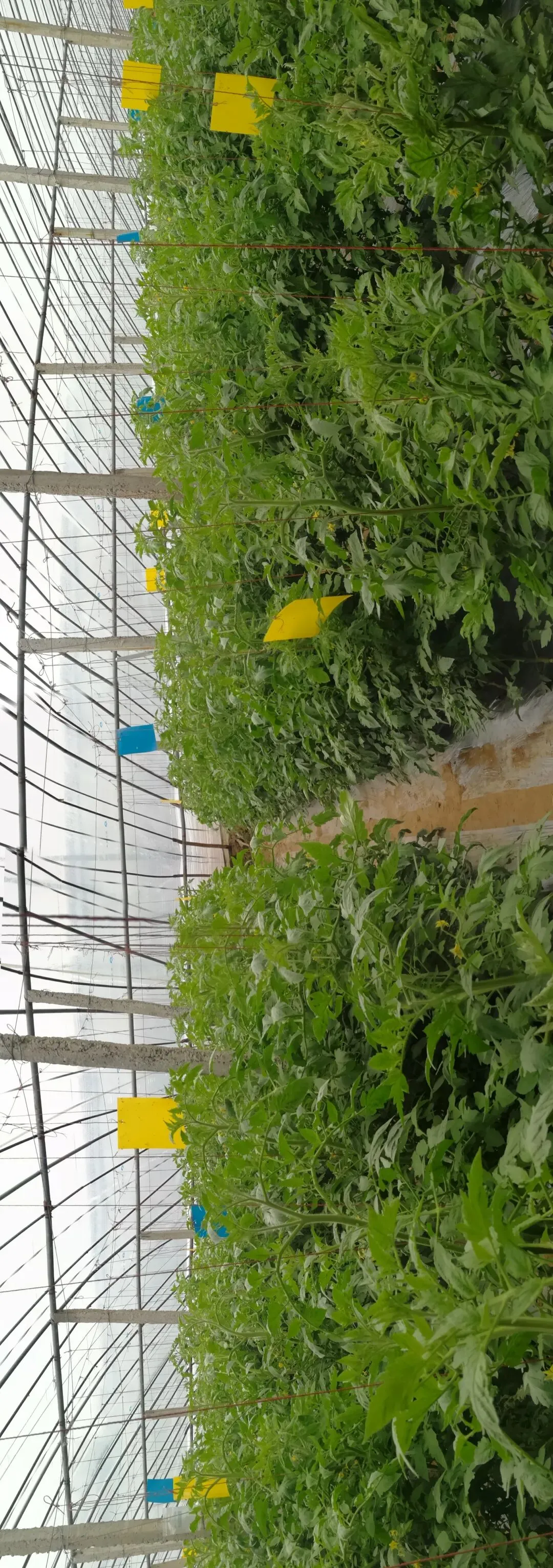 2026年,液体有机肥市场TOP5生产厂家揭秘,带你了解行业潜力!