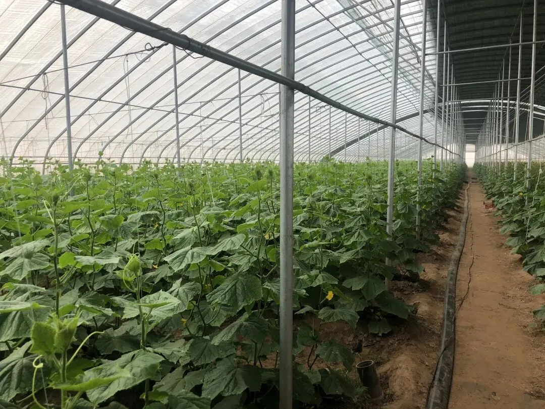 2026年,液体有机肥市场TOP5生产厂家揭秘,带你了解行业潜力!