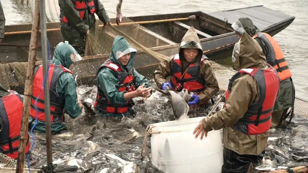 发车!岳阳生态鲜鱼首次直供香港市场