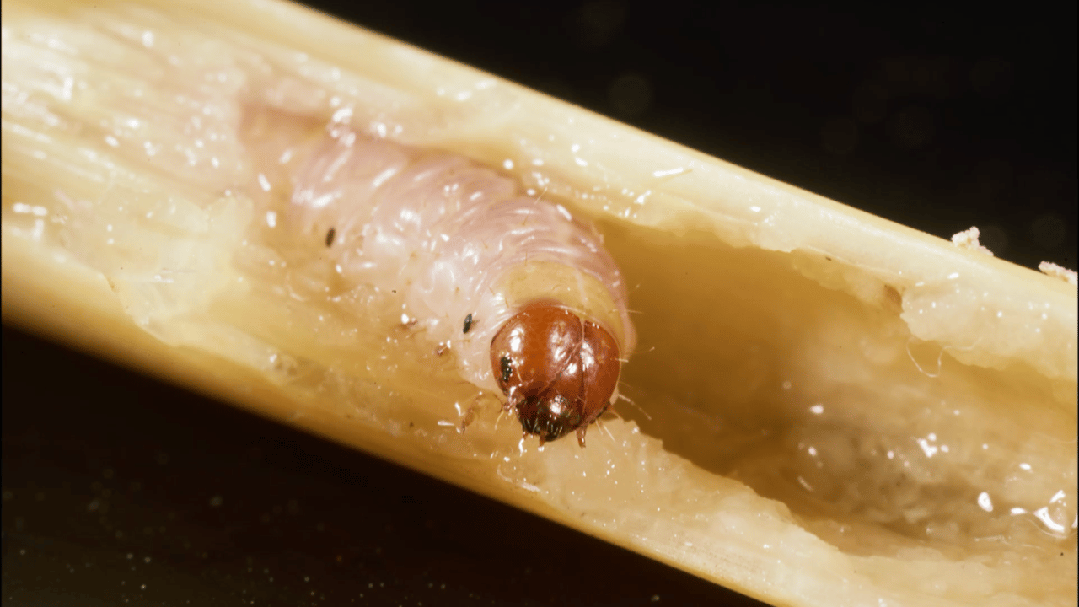 市场快讯 ‖ 六夫丁稻农悦全新升级发布会暨安徽水稻市场启动会在安徽巢湖召开