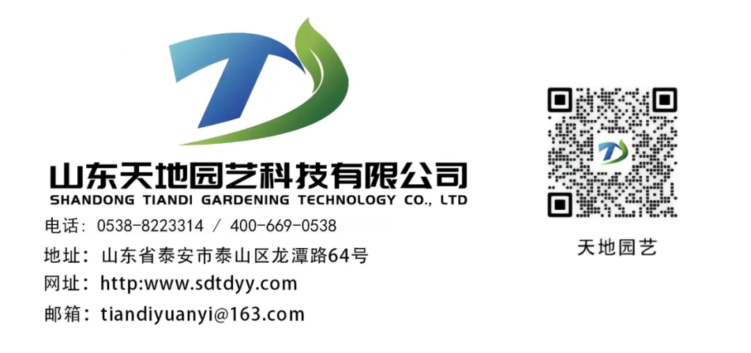 大樱桃市场探访:今年大樱桃价格略涨!