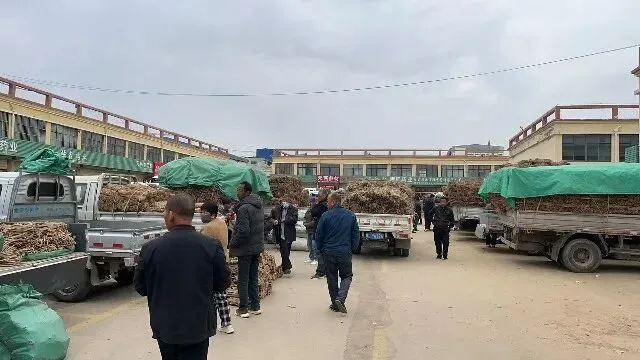 2026年4月13日首阳中药材市场快讯(切片市场上货量稳定,整体交易走缓)