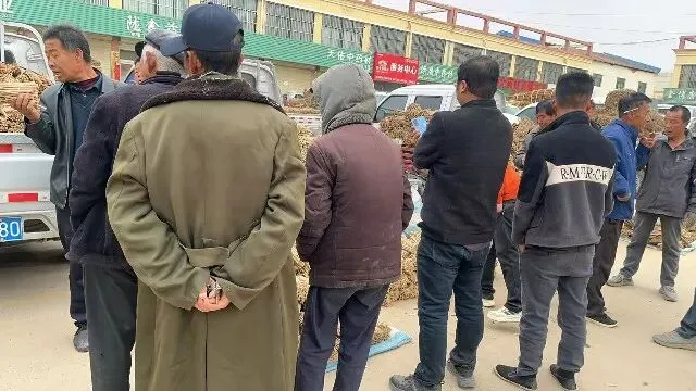 2026年4月13日首阳中药材市场快讯(切片市场上货量稳定,整体交易走缓)