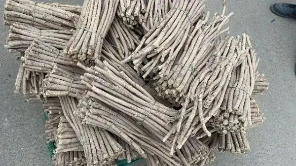 2026年4月13日首阳中药材市场快讯(切片市场上货量稳定,整体交易走缓)