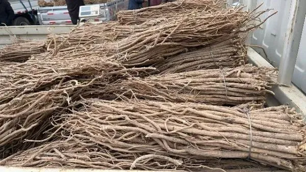 2026年4月13日首阳中药材市场快讯(切片市场上货量稳定,整体交易走缓)