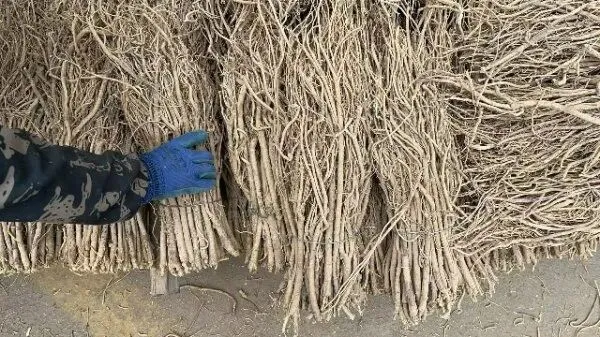 2026年4月13日首阳中药材市场快讯(切片市场上货量稳定,整体交易走缓)