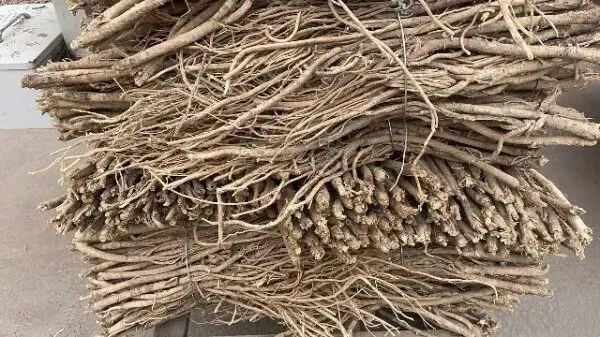 2026年4月13日首阳中药材市场快讯(切片市场上货量稳定,整体交易走缓)